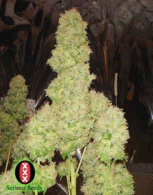 White Russian 1 Auto - Alchimia