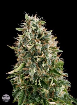 White Siberian - Alchimia