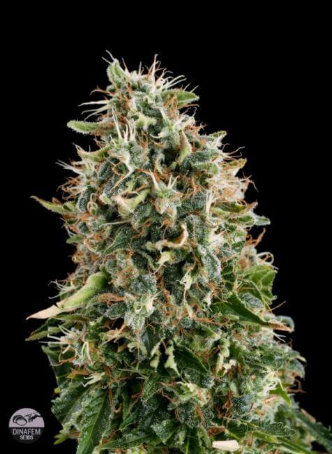White Siberian - Alchimia