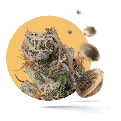 White Truffel - Feminisiert - Schwaben Terps Shop