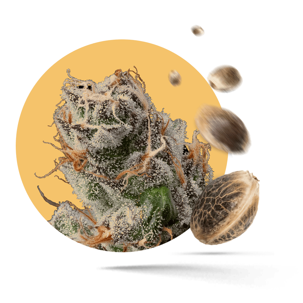 White Truffel - Feminisiert - Schwaben Terps Shop