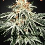 White Widow