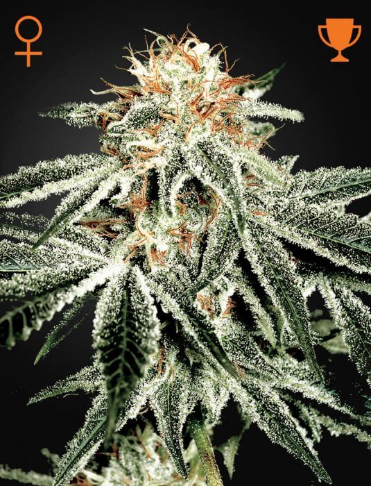 White Widow - Alchimia