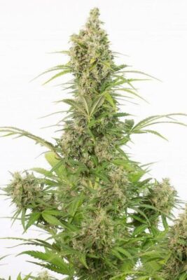 White Widow Auto CBD - Alchimia
