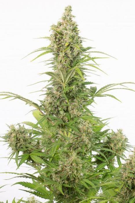 White Widow Auto CBD - Alchimia