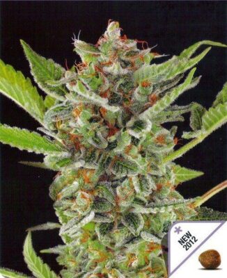 White Widow Automatic - Alchimia