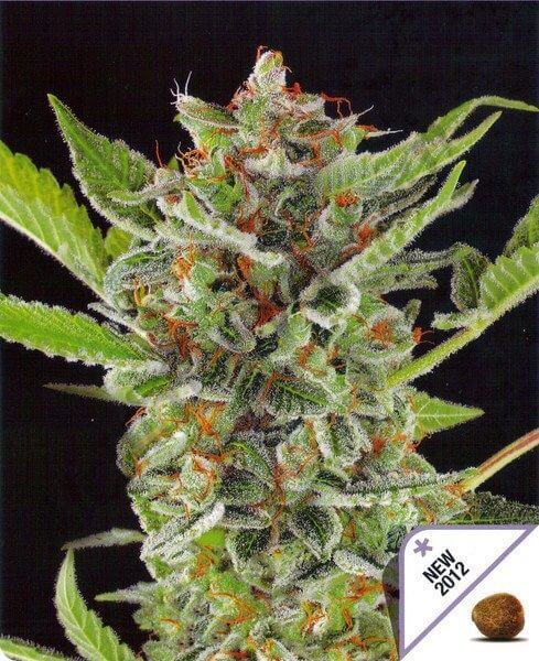White Widow Automatic - Alchimia