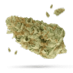 White Widow Samen - Autoflower