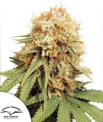 White Widow - Regular - Alchimia