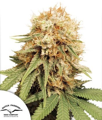 White Widow - Regular - Alchimia