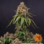 White Widow XXL
