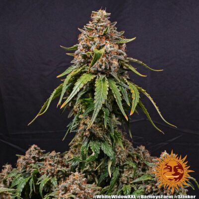 White Widow XXL - Alchimia