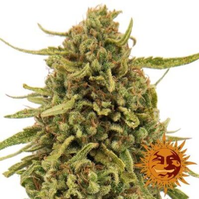 Widow Remedy - Regular - Alchimia
