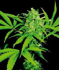 Wild Thailand - Alchimia