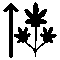 Wuchshöhe