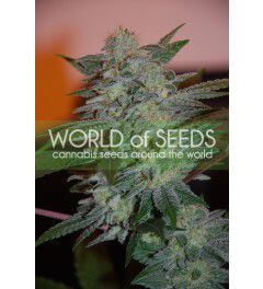 Yumbolt 47 - Alchimia