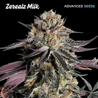 Zerealz Milk - Alchimia