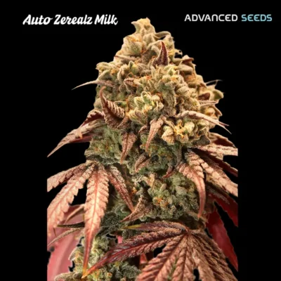 Zerealz Milk Auto - Alchimia