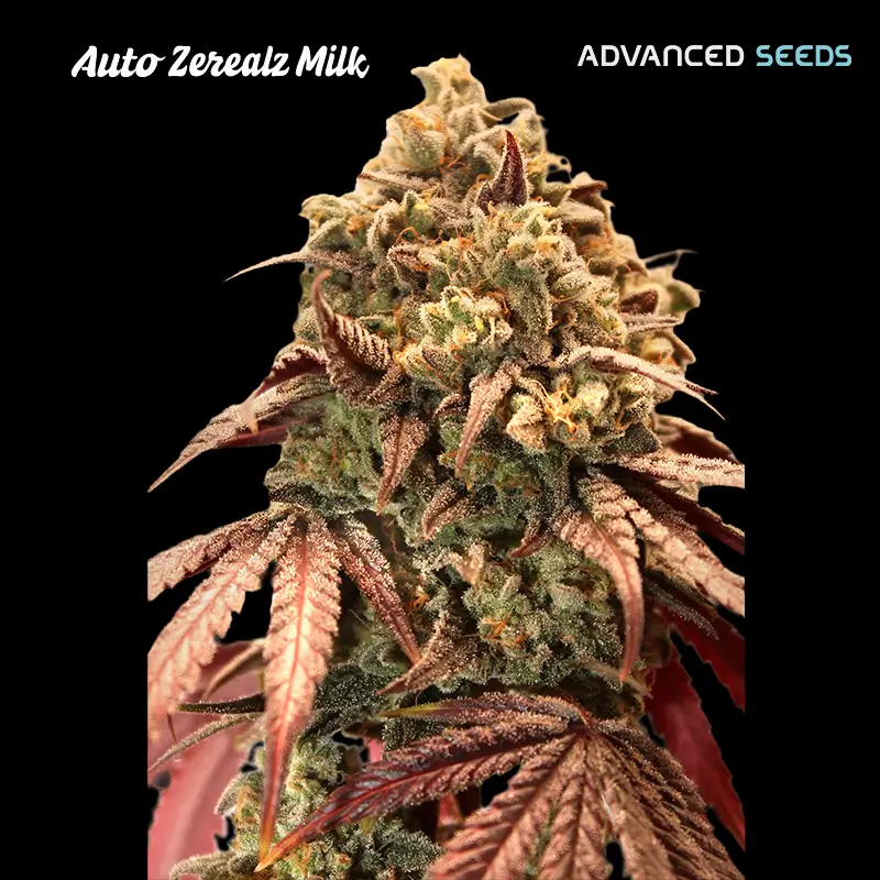 Zerealz Milk Auto - Alchimia