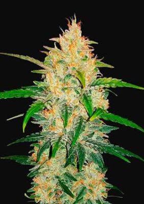 Zkittlez Auto - Alchimia