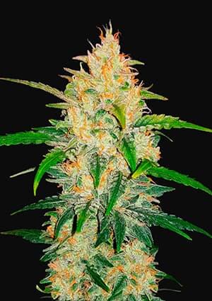 Zkittlez Auto - Alchimia