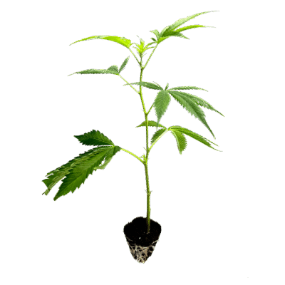 Amnesia Core Cut Steckling – Holy Hemp