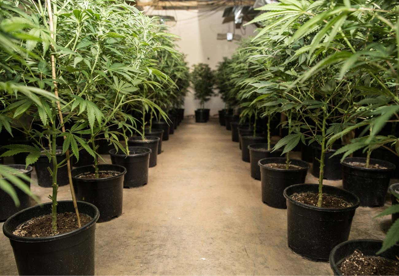 Cannabis Anbau Anleitung