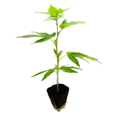 Gogurtz Steckling – Holy Hemp