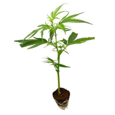 Mandarin Cookies R1 V2 Steckling – Holy Hemp