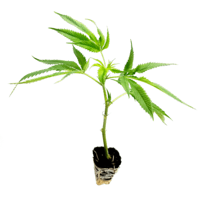 Mango Kush Steckling - Holy Hemp