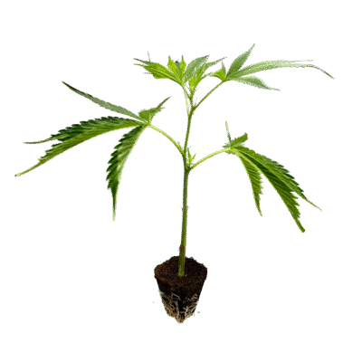 OG Kush Steckling – Holy Hemp