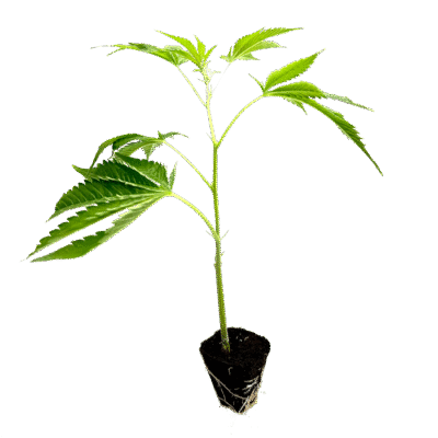 Tropical Gelato Steckling – Holy Hemp