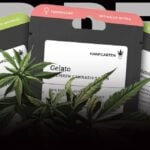 Cannabis Samen am Black Friday