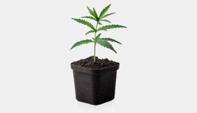 Cannabis Stecklinge kaufen