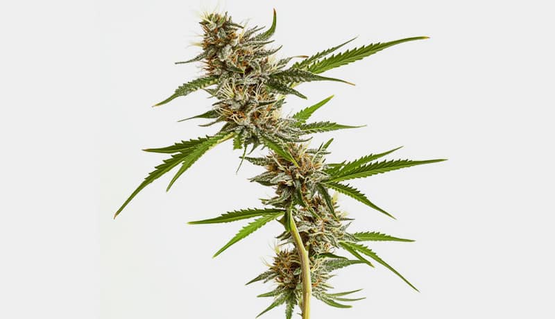Cannabisorten Überblick