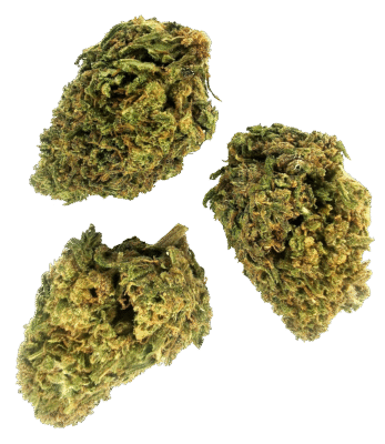 Godfather OG 10-OH+ Blüten 1g - Cannaconda