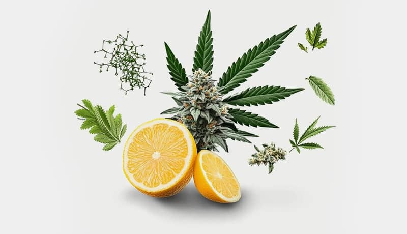 Terpene Überblick