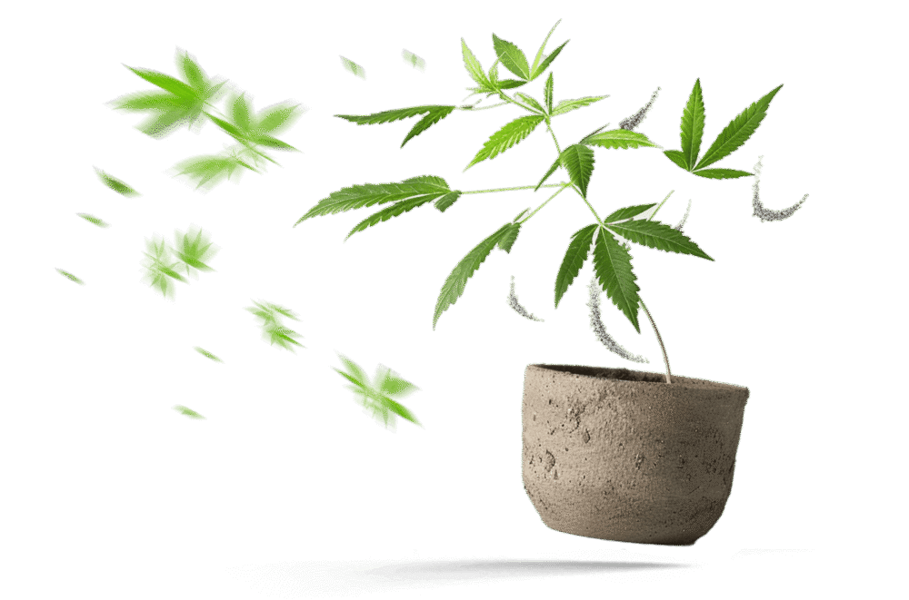 Vegetative Phase