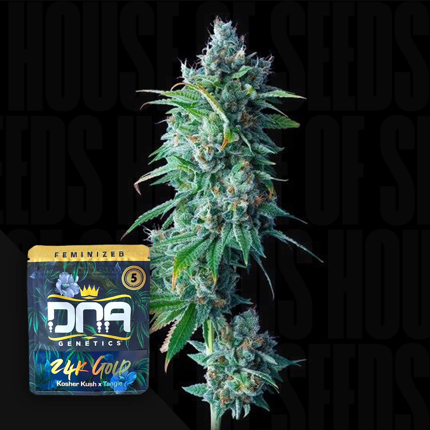 24K Gold - House of Seeds
