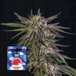 Ambrosia Kush - House of Seeds