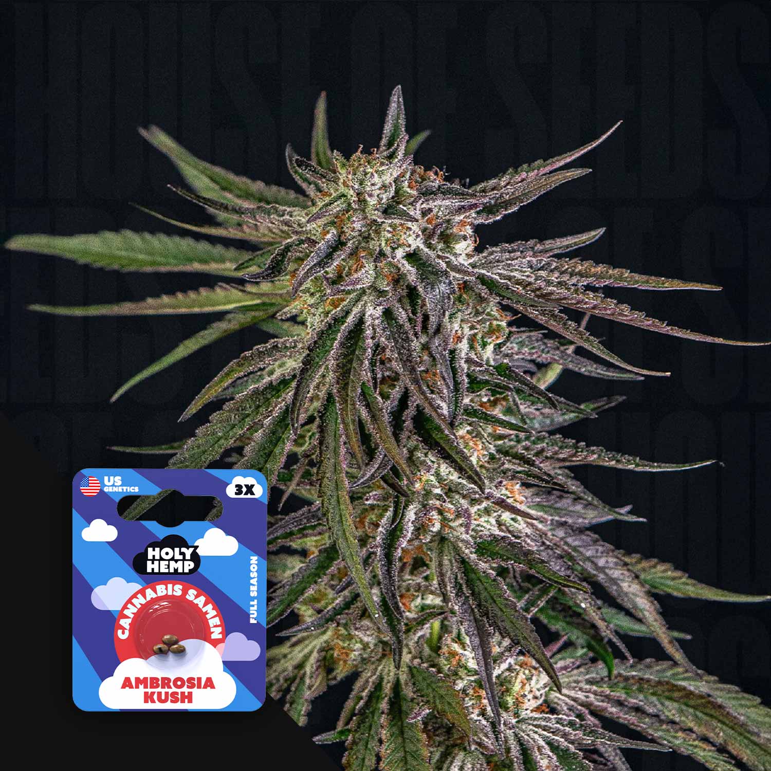 Ambrosia Kush - House of Seeds