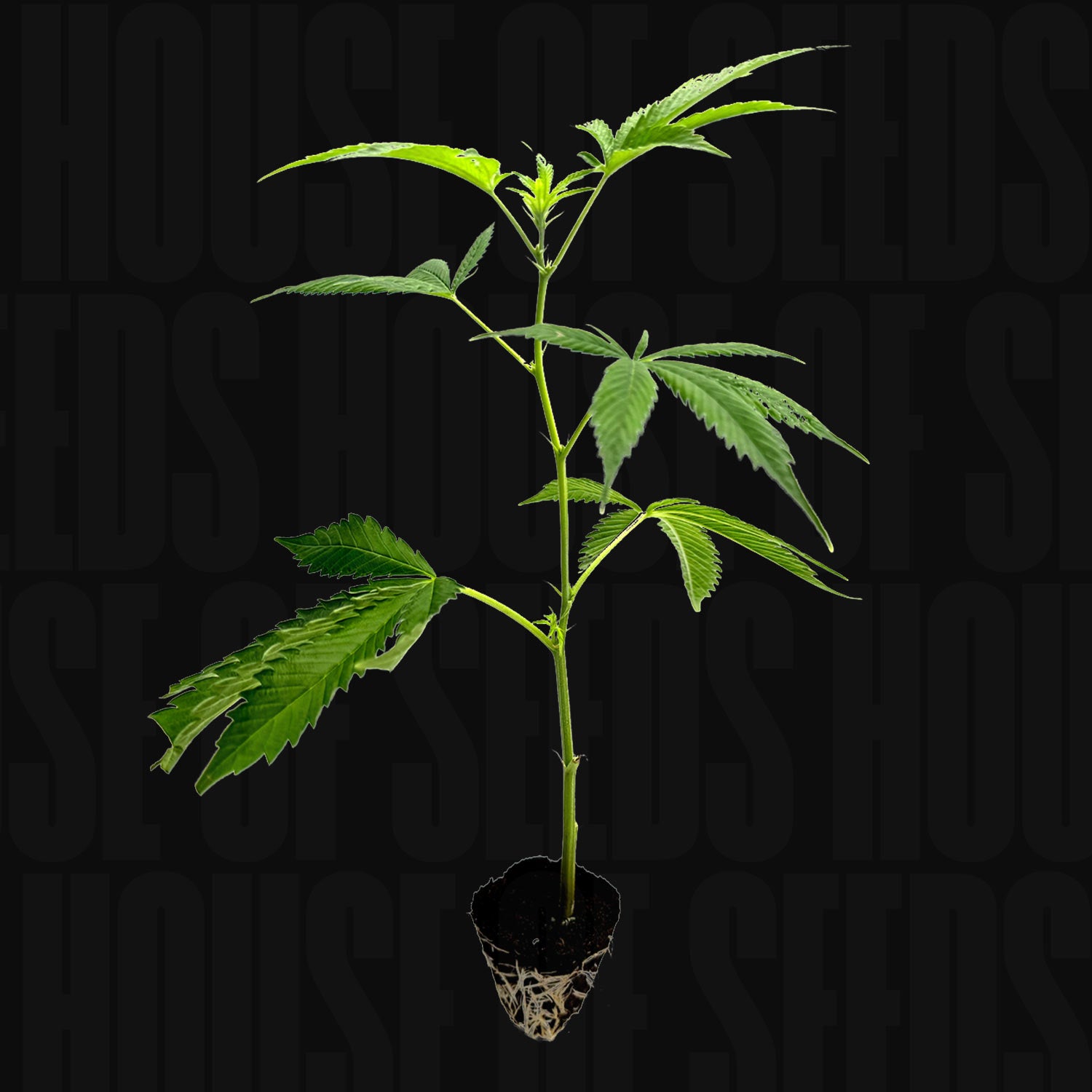 Amnesia Core Cut - House of Seeds