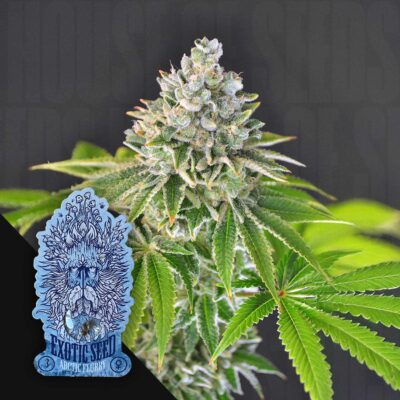Artic Flurry - House of Seeds