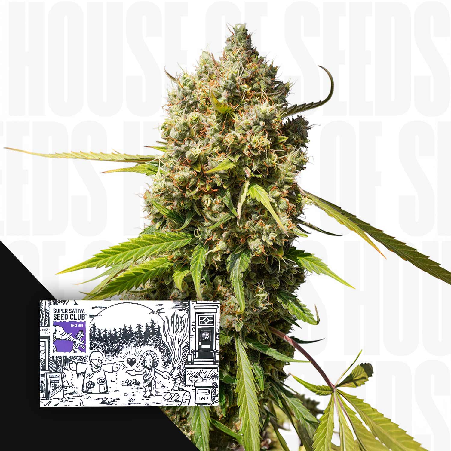 Auto Elephant - House of Seeds