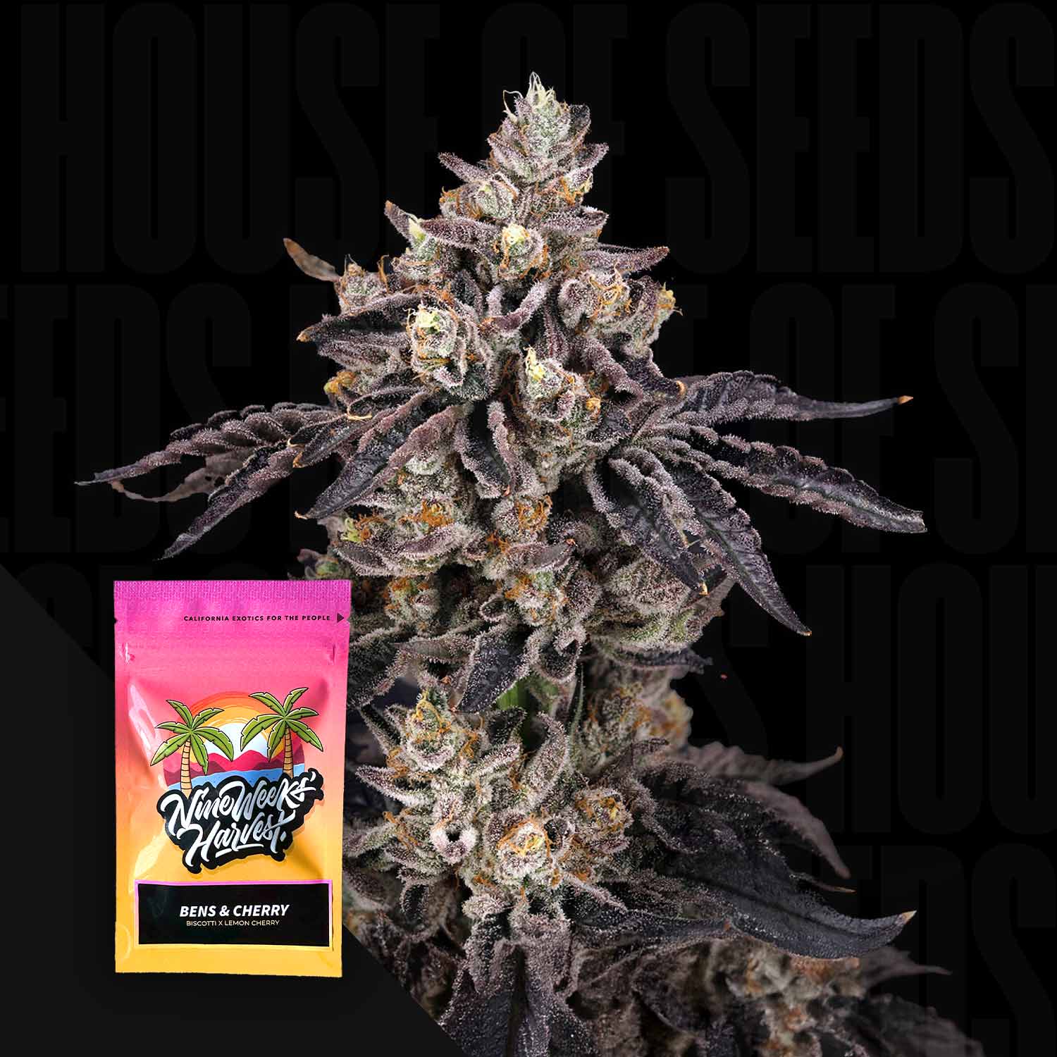 Bens & Cherry - House of Seeds