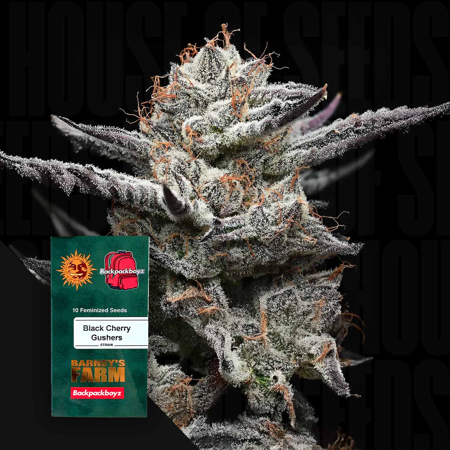 Black Cherry Gushers - House of Seeds
