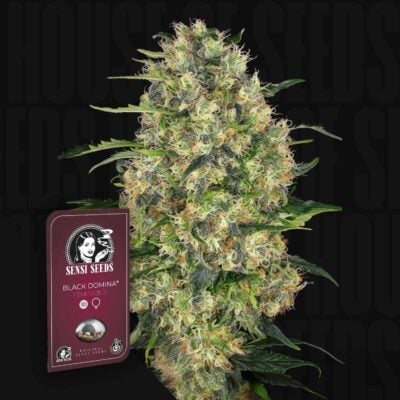 Black Domina - House of Seeds