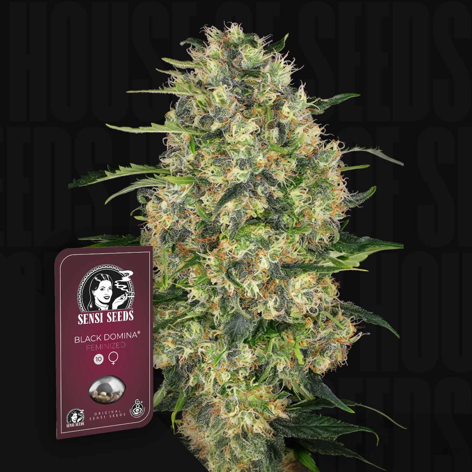 Black Domina - House of Seeds
