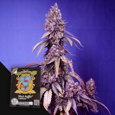 Black Muffin F1 FAST - House of Seeds