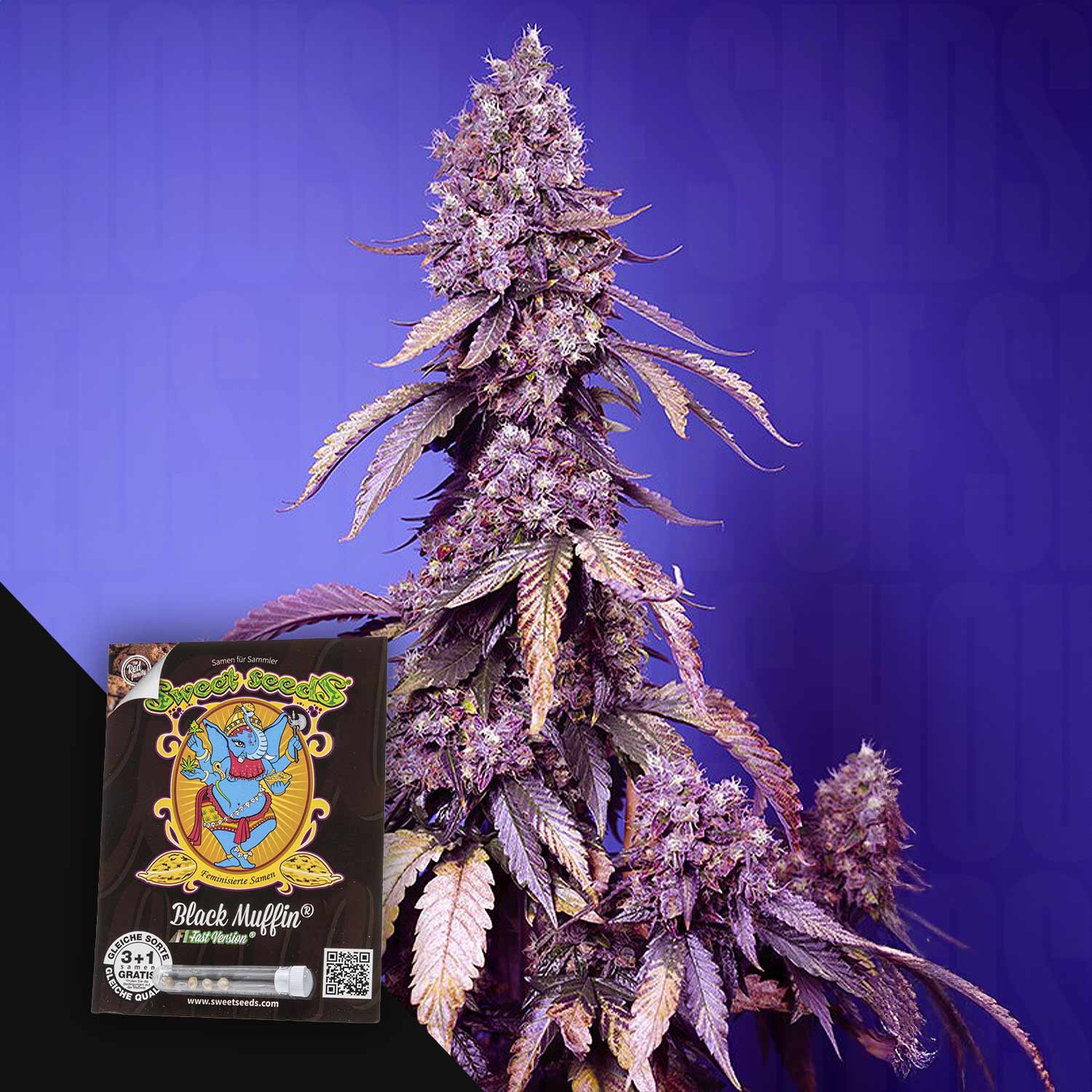 Black Muffin F1 FAST - House of Seeds